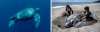 Left: Leatherbacks are the world's largest turtles © Jürgen Freund WWF; The largest ever recorded weighed 914 kg; Right: A leatherback is measured on Buru Island, Maluku, Indonesia © WWF-US Sirachai Arunrugstichai