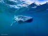 A whale shark pictured at Ningaloo Reef (Credit: © AIMS | Andre Rerekura)