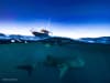 A whale shark pictured swimming under a research vessel at Ningaloo, Western Australia (CREDIT: © AIMS | Andre Rerekura)