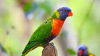 Rainbow Lorikeet