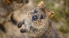Quokka