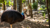 Cassowary