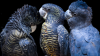Black Cockatoo
