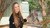 Koala Kindy