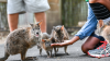 Pademelon