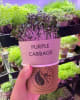 Urban Green Farm Barangaroo micro cabbage