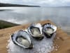 KI Oysters at American River (Kangaroo Island)
