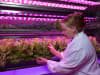 A Plants for Space verticle garden for researching food production for future moon survival - part of National Science Week event at the Australian Space Discovery Centre.