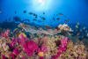 The Triangle dive site, Lord Howe Island © Antonia Cooper 