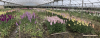 Flower Farm