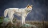 Dingo photo: Michelle J Photography