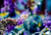 Junonia villida, image credit Dr Shawan Chowdhury