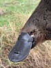 Platypus in the waterways around Canberra can indicate how healthy the ecosystem is. Upper Murrumbidgee Waterwatch explains how during National Science Week.