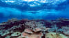 An AIMS scientist conducts a manta tow survey over corals on the Great Barrier Reef. Image: LTMP