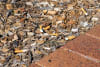 Cigarette butt litter in the environment.