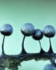 Slime mould photography with Sarah Lloyd OAM at Hive - part of National Science Week.