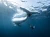 Oceania Photo Contest 2025 Grand Prize Winner: "Tauhi", © Miesa Grobbelaar. A diver frees a humpback whale entangled in a rusted chain.