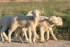 Approximately 10 million lambs undergo live lamb cutting in Australia every year.