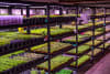 Food growing underground at Urban Green Sydney - part of National Science Week.