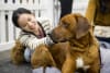 Sydney is set to become the pet-loving capital of Australia next weekend, with the Cat Lovers Festival and Dog Lovers Festival returning to Sydney Showground on Saturday 22 and Sunday 23 August, 2026.