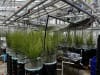 The new biofilter system designed at UNSW continuously monitors conditions inside the filter using sensors that measure factors such as soil moisture and redox potential. Image from Jiadong Zhang