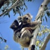 Count koalas on Kangaroo Island. Part of National Science Week.