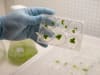 Plants for space experiments with growing duckweed and other plants in extraterrestrial conditons. Part of National Science Week at the Australian Space Discovery Centre.