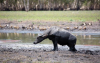 The study explored the indirect impacts of feral water buffalo on northern long-necked turtles in Gurruwiling (the Arafura Swamp). Picture: Helen Truscott