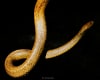 Snakes have five distinct regions in their bodies: the cervical (or neck), anterior thoracic, middle thoracic, posterior thoracic and lumbar. Image credit: Ammresh