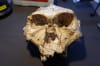 New Monash University research argues our Paranthropus (pictured) and Australopithecus ancestors who lived up to 5 million years ago should be included under the Homo group of species. Credit: Ian Towle, Monash University.