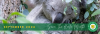 Save The Koala Month