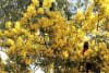 Adelaide Botanic Gardens. Meet the botanists and have a behind-the-scenes look at South Australia's plant conservation efforts.
