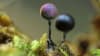 Nature's jewels: The tiny, enchanting world of slime moulds 