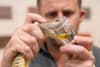 Meet the Venom Keepers at the Australian Reptile Park
