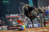 International bull riding star Keny Roger de Oliveira is bucked off in Adelaide last Saturday and is headed to Caboolture this Saturday for a rematch!
