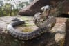 Broad-headed snake (Hoplocephalus bungaroides), a venomous snake found only in the Sydney region. Photo by Jules Farquhar.