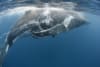 A humpback whale entangled in longline fishing gear © naturepl.com / Tony Wu / WWF
