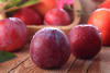 Prunus Salicina