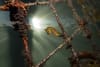 Lesley Spencer - An Endangered White's Seahorse