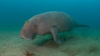 dugong
