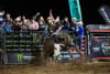 Queensland ZANE HALL on fire - taking PBR Australia's Hawkesbury buckle last night - next stop COFFS HARBOUR. 