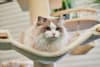 Cat Lovers 