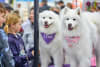 Dog Lovers Festival