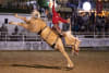 Co-founder of the International Australian Bronc Match TOM WEBSTER in full flight