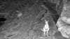 The livestream allows viewers to glimpse the incredible wildlife at a pool on the Watarrka escarpment. Picture: Watarrka Waterhole Wildlife Youtube