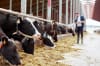 IFF has launched Omni-Bos(TM) PHY, a phytase enzyme developed specifically for dairy cattle, that helps producers unlock nutrients already present in feed to improve nutrient utilization and feed efficiency.
