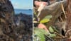 Left: Little Watego was found at the bottom of a cliff © Richard Nicholas. Right: A change of address and a fresh start for Little Watego © supplied