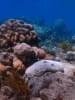 Black teatfish sea cucumber. CREDIT Iris Lai
