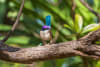 A purple-crowned fairy-wren. Copyright: Laurent Lermusiaux / AWC