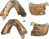 Fossils attributed to the species P. robustus